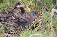HamWall RSPB