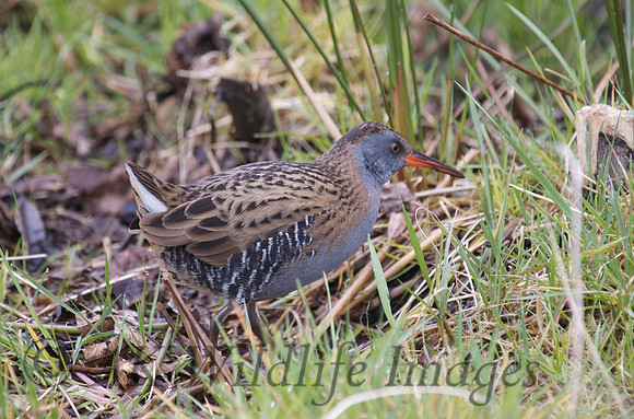 HamWall RSPB