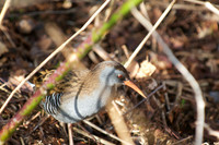Water Rail