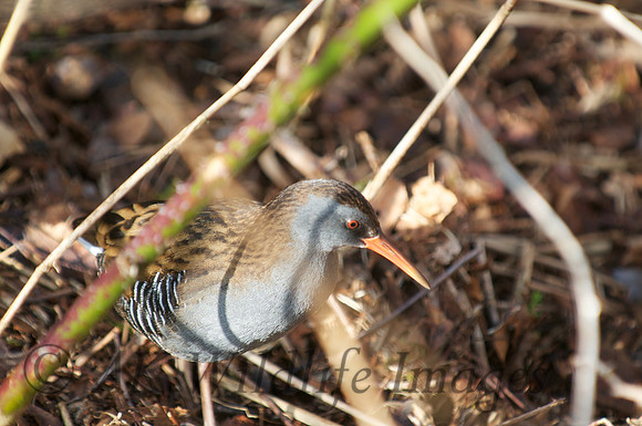 HamWall RSPB