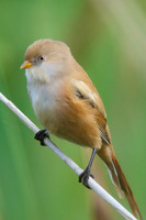 Female Reedling