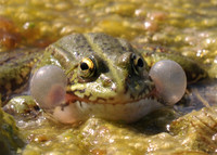Marsh Frog Calling (Shapwick Heath NNR)