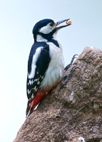 Great Spotted Woodpecker (Brokerswood)