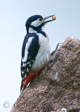 Great Spotted Woodpecker (Brokerswood)