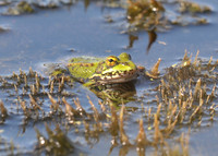 Marsh Frog (Shapwick Heath NNR