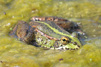 Marsh Frog (Shapwick Heath NNR)