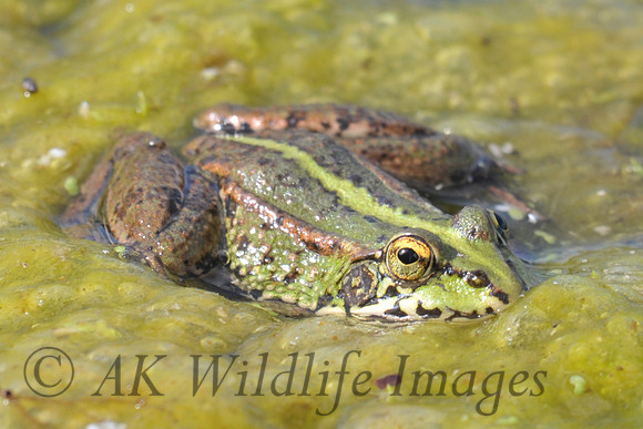 Marsh Frog (Shapwick Heath NNR)
