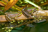 Marsh Frogs