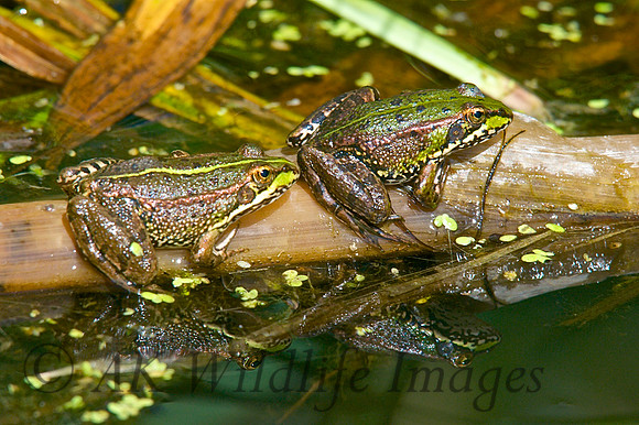 Marsh Frogs