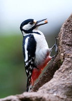 Great Spotted Woodpecker (Brokerswood)