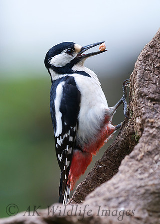 Great Spotted Woodpecker (Brokerswood)