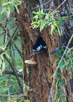 Great Spotted Woodpecker