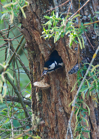 Great Spotted Woodpecker (female)