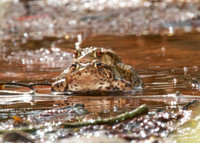 Mating Frogs (Brokerswood Lake)