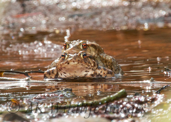 Mating Frogs (Brokerswood Lake)