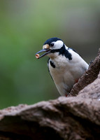 Female Great Spotted Woodpecker (female)