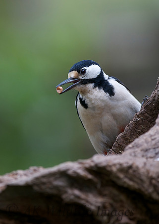 Female Great Spotted Woodpecker (female)