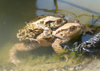 Mating Frogs (Brokerswood Lake)
