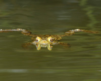 Floating Frog (Brokerswood Country Park)