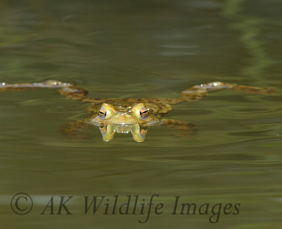 Floating Frog (Brokerswood Country Park)
