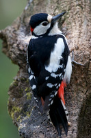 Great Sptted Woodpecker (male)