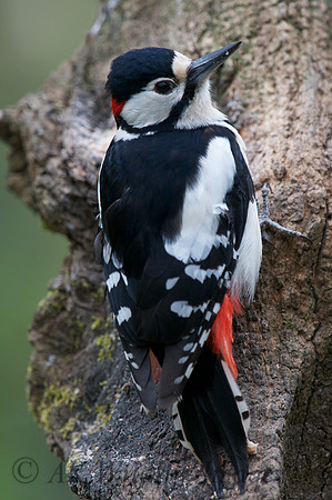 Great Sptted Woodpecker (male)