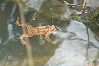 Frog (Brokerswood)
