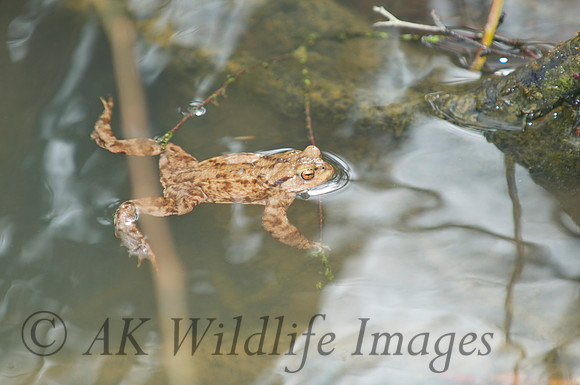 Frog (Brokerswood)