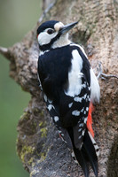 Great Sptted Woodpecker (male)