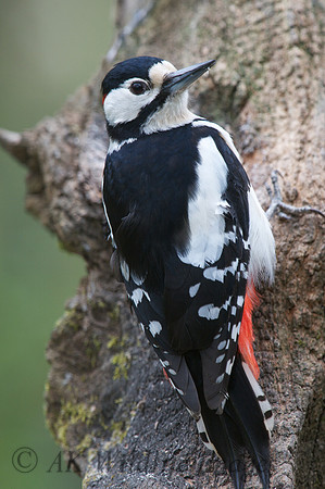 Great Sptted Woodpecker (male)
