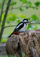Great Spotted Woodpecker female (Brokerswood)