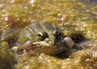 Marsh Frog Calling (Shapwick Heath NNR)