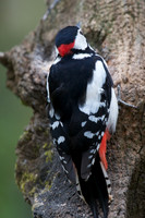 Great Sptted Woodpecker (male)