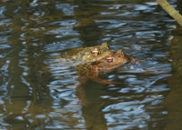 Frogs