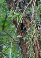 Great Spotted Woodpecker (female)
