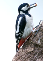 Female Great Spotted Woodpecker (Brokerswood)