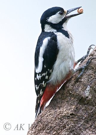 Female Great Spotted Woodpecker (Brokerswood)