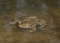 Frog (Brokerswood Country Park)