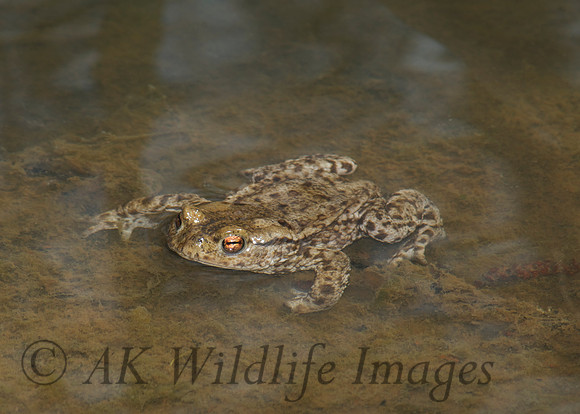 Frog (Brokerswood Country Park)