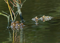 Mating Frogs (Brokerswood)