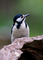 Great Spotted Woodpecker (female)