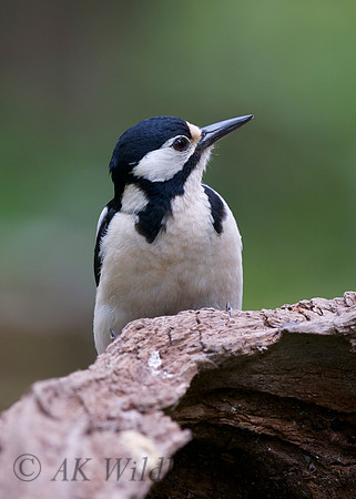 Great Spotted Woodpecker (female)