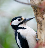 Great Sptted Woodpecker (male)
