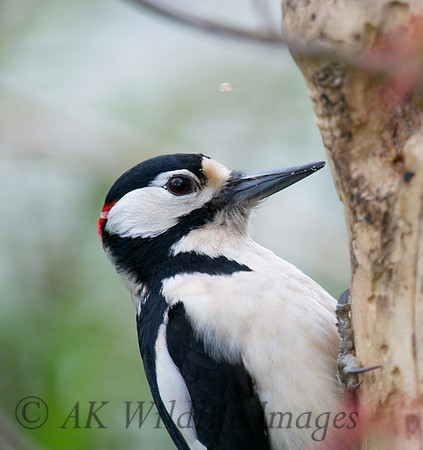 Great Sptted Woodpecker (male)
