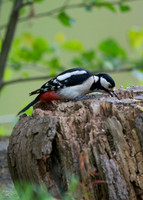 Great Spotted Woodpecker (Brokerswood)