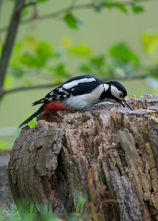 Great Spotted Woodpecker (Brokerswood)