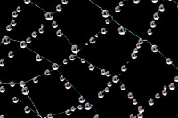Spiders Webs