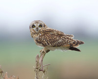 Short-eared Owl