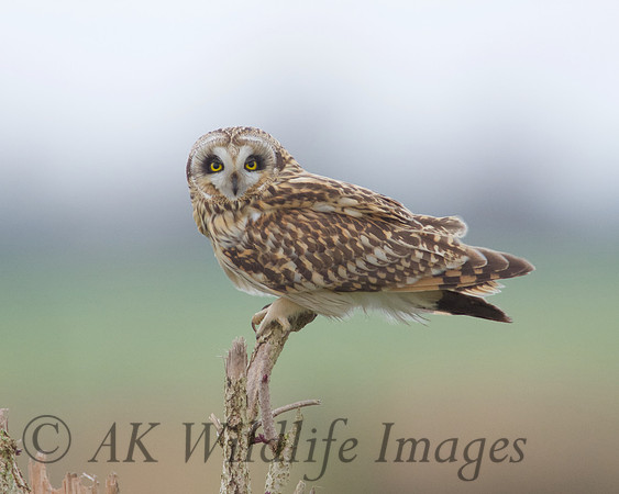 SEO on Tealham Moor.