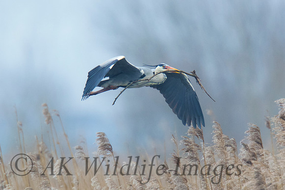 2015-09-21 (34)